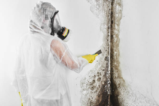 Best Mold Testing and Inspection Services in Cornwells Heights, PA